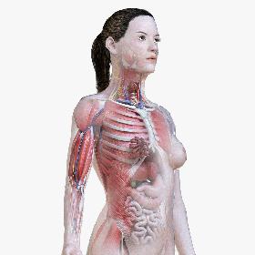 Morpho Peleides Butterfly Rigged for Cinema 4D model